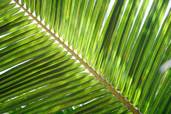 Palm Sunday: Small Change, Big Difference