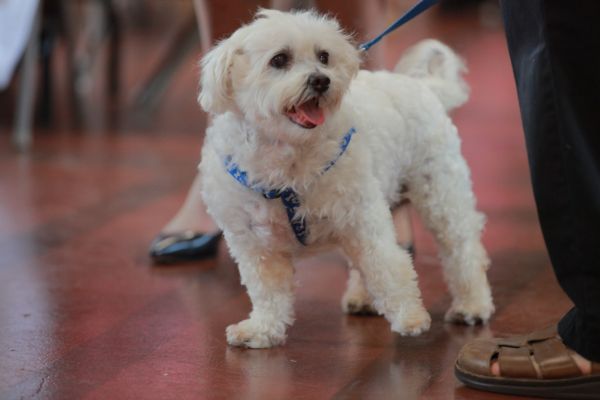 Pet Blessing, Upcoming Evensong and Healing Service, Pray with St. Cross